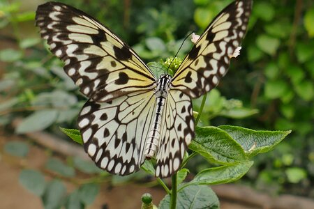 Butterfly insect close up photo