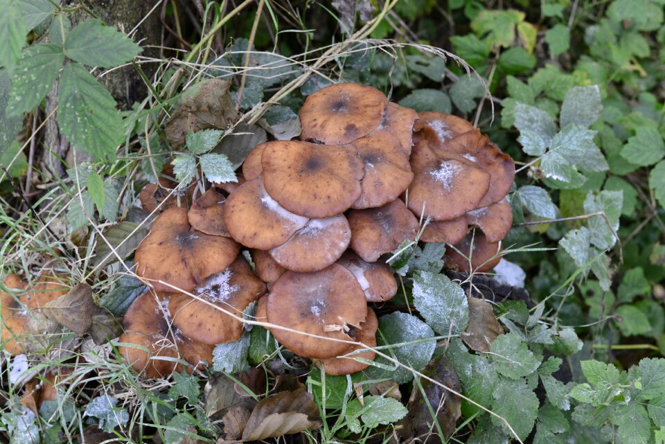Netherlands nature forest
