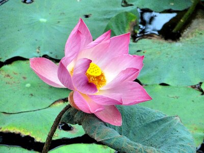 Pink flower buddhism nelumbo nelumbo nucifera nymphea