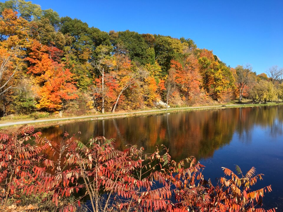 Nature fall leaves season photo