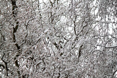 White winter
