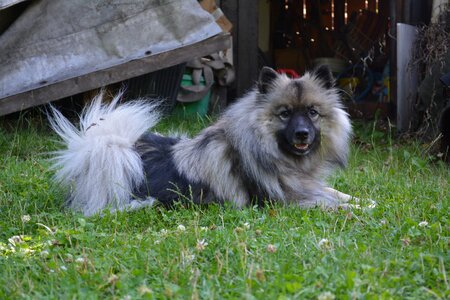 Wood dog spitz photo