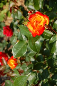 Roses rose flower rose garden