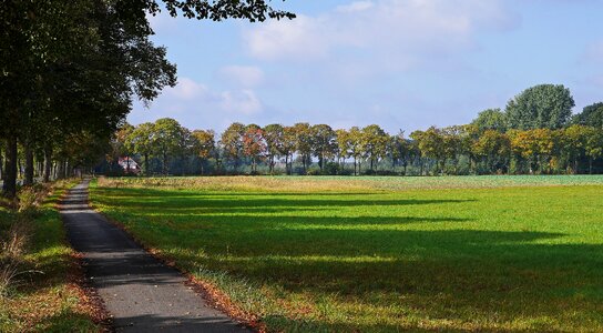 Colorful avenue lindenallee photo