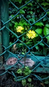 Contrast barbed wire small yellow flowers