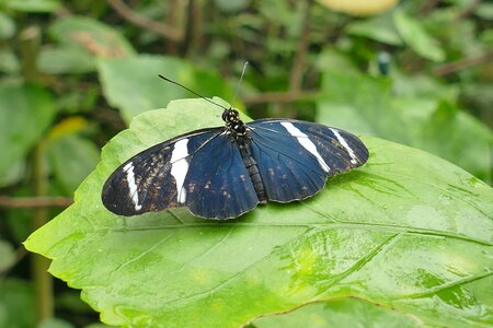 Nature butterflies edelfalter photo