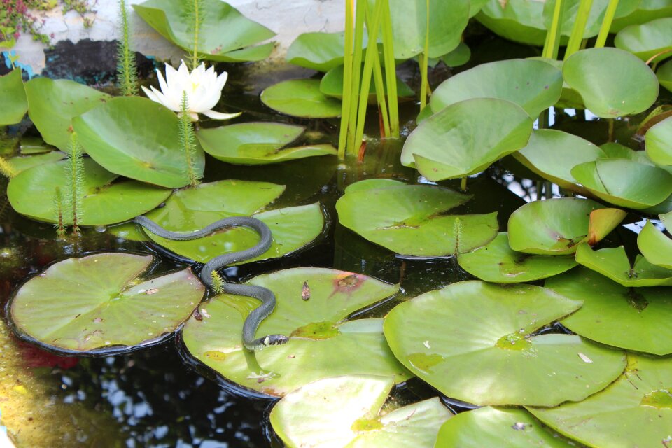 Grass snake snake garden pond