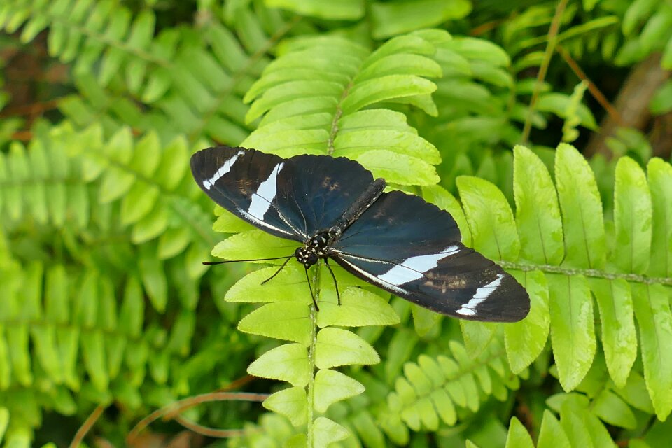 Nature edelfalter wing