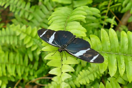 Nature edelfalter wing photo