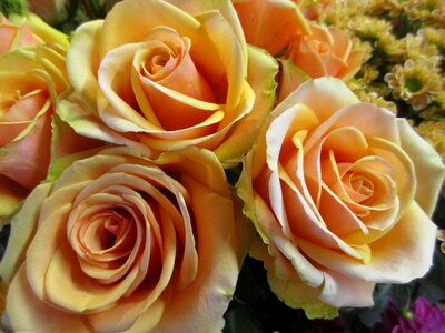 Romance romantic celebration