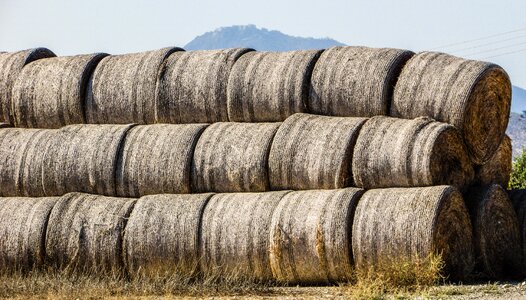 Agriculture field farm