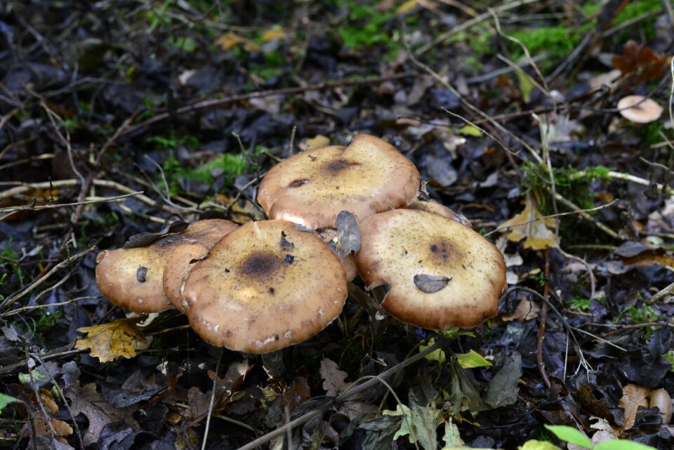 Netherlands forest brown