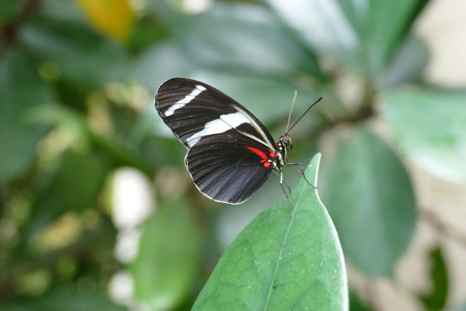 Black white red macro animals