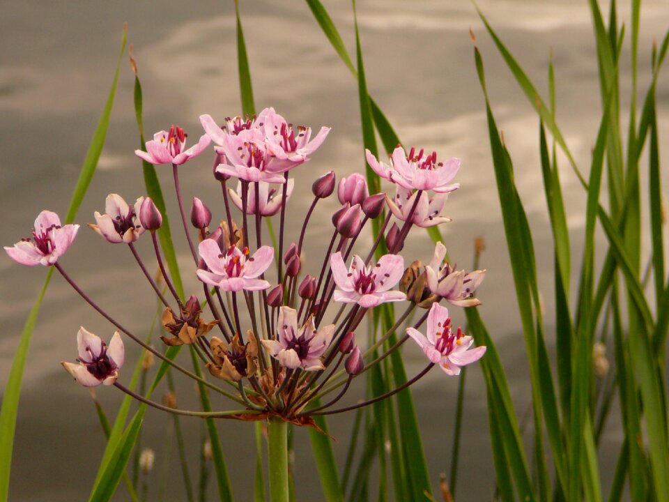 Flower cottbus spreeauenpark