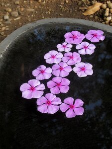 Flower pond water