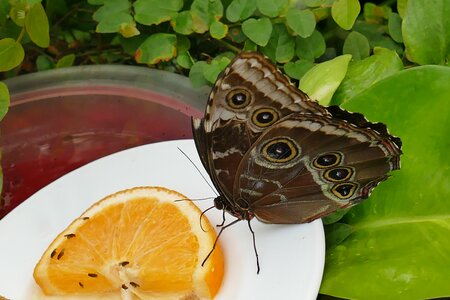 Insect plate orange slice