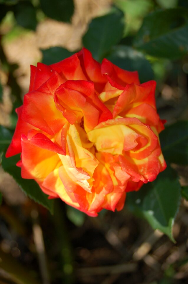 Roses rose flower rose garden