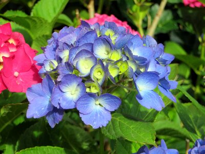 Flowering purple flowers blue flowers