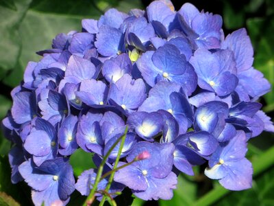 Flowering purple flowers blue flowers photo