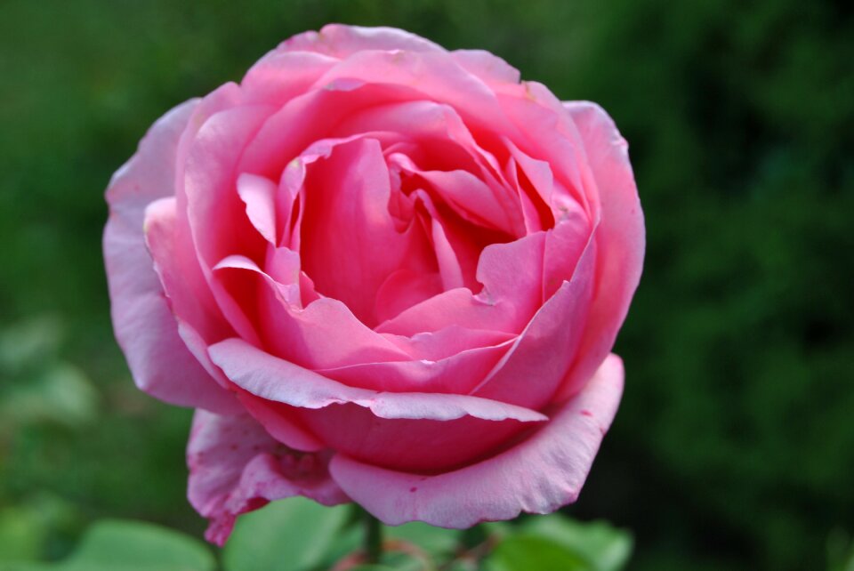 Garden rose blooms pink