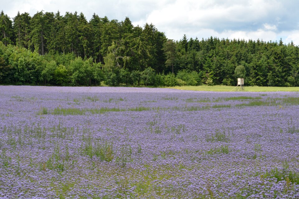 Flowers purple flower field thistle