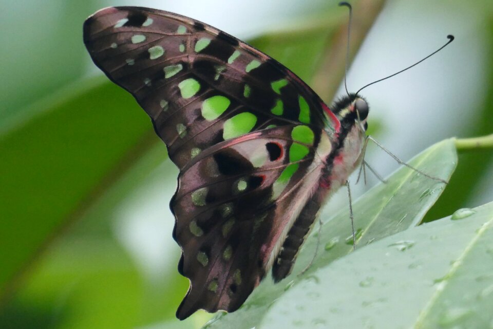 Nature macro green