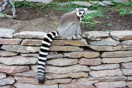 Black white striped little monkey