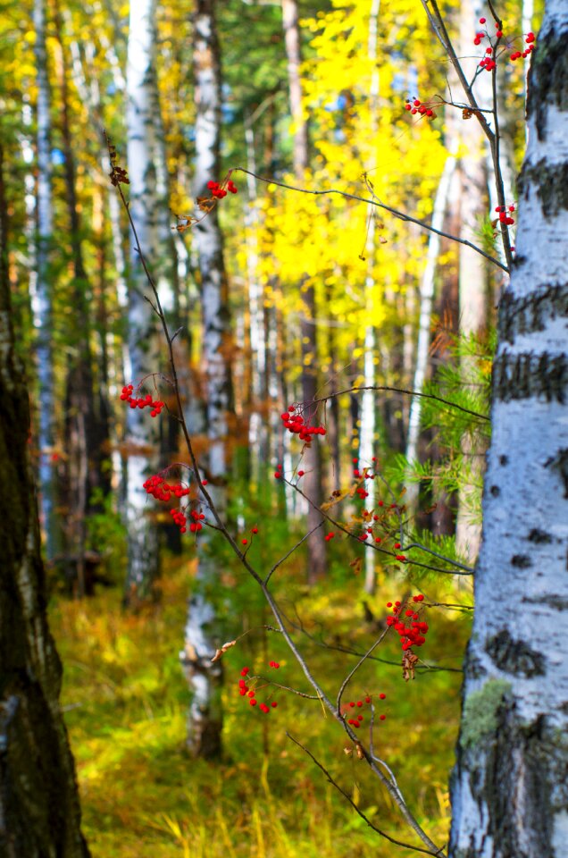 Autumn forest golden autumn