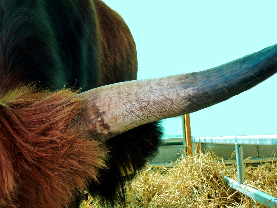 Beef agriculture ruminant