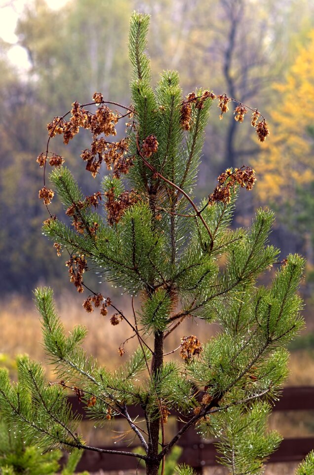 Plant tree forest
