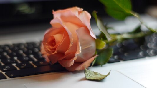 Still life defoliation computer
