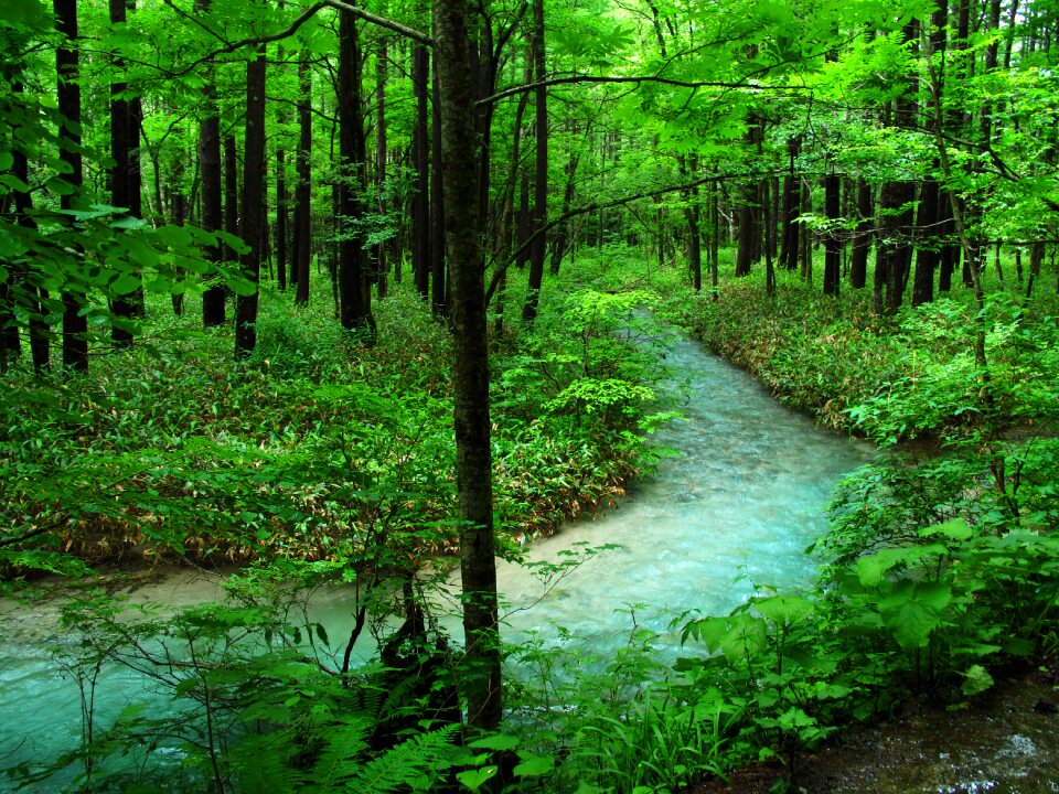 Woods comfort natural