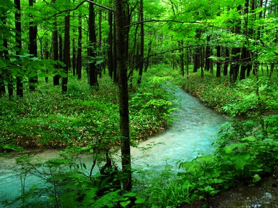 Woods comfort natural