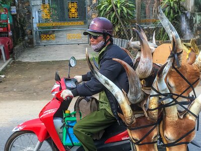 Vietnam motor scooter buffalo head photo
