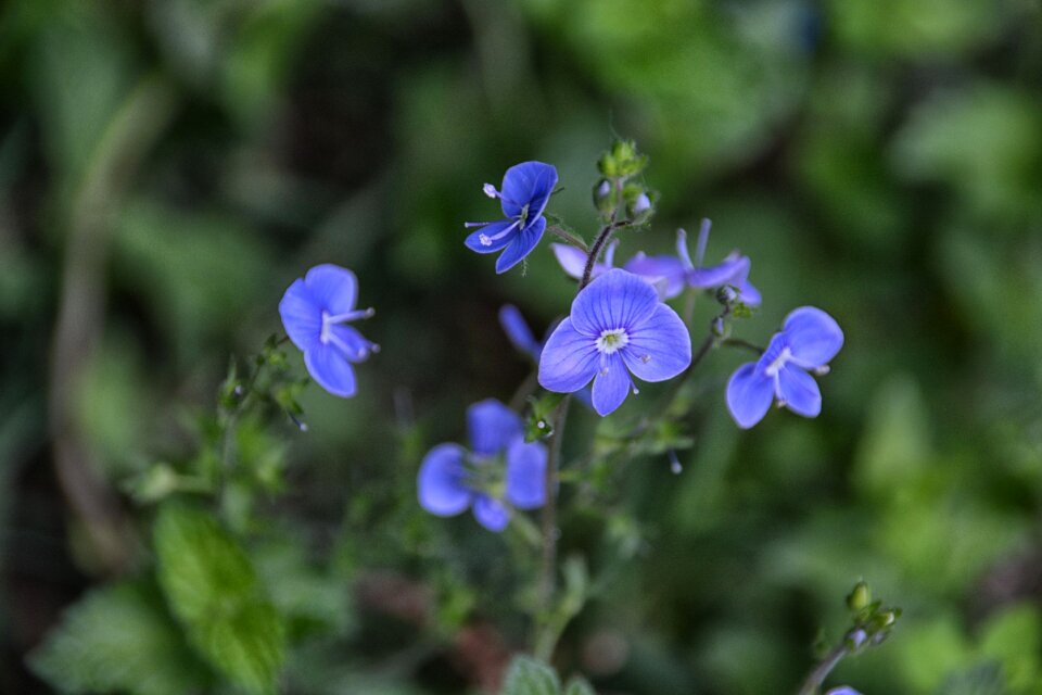 Botany flowering garden