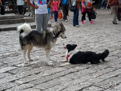 Puppy meet only street photo