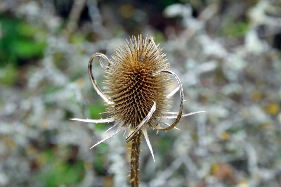 Dry civitella alfedena national park of abruzzo