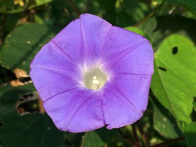 Purple garden glory photo