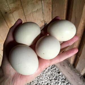 Hens farmhouse hand
