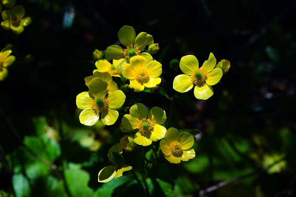 Bloom yellow ranunculus cortusifolius