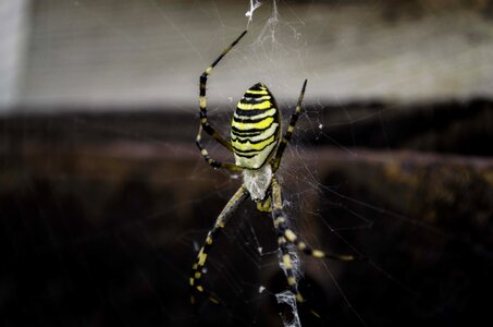 Yellow nature insects