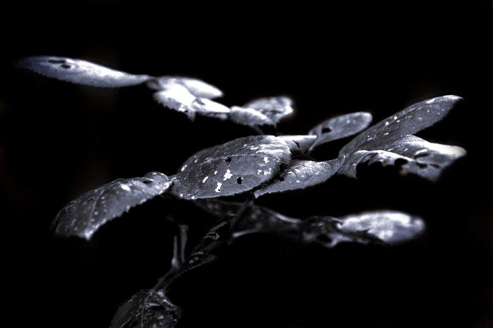 Plant rosa in black and white