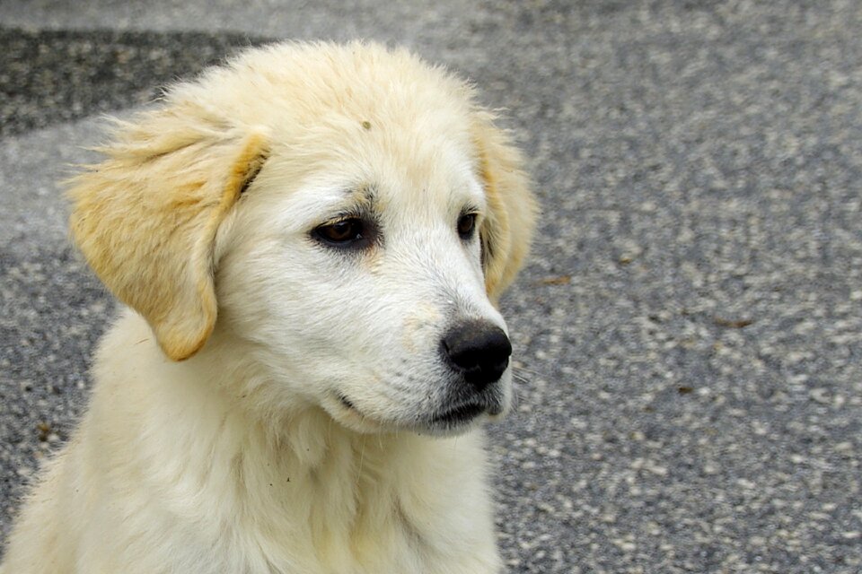 Puppy friend confidence