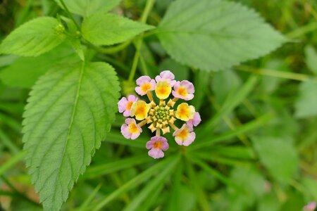 Tender pink flower