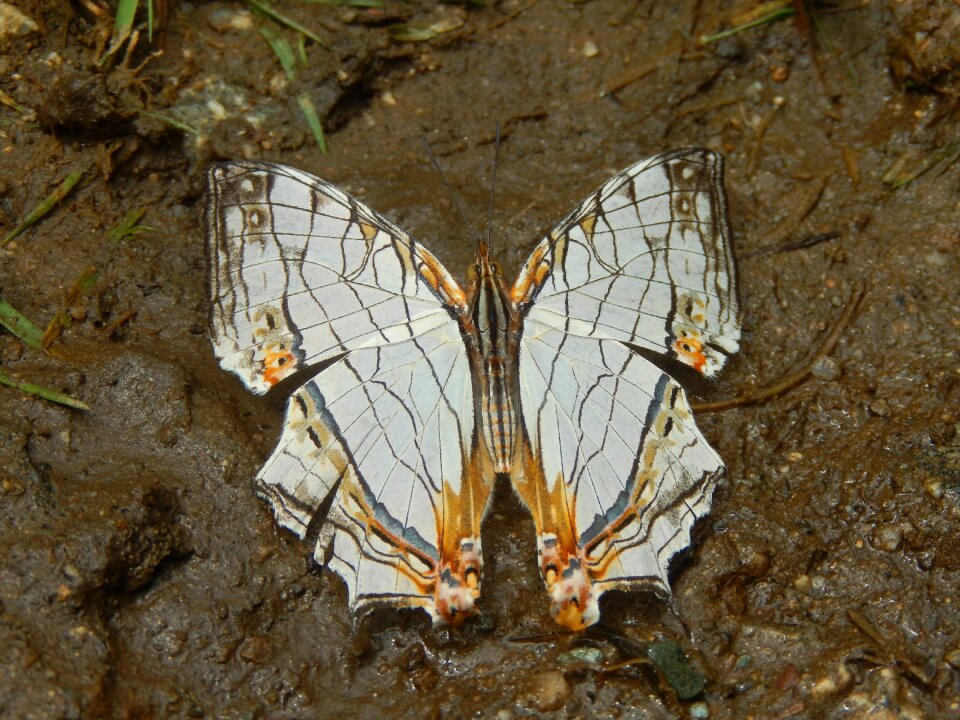 Beauty transformation purity