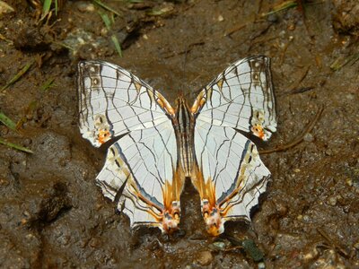 Beauty transformation purity