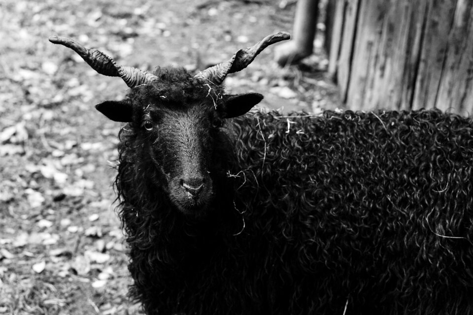 Black sheep wool animals