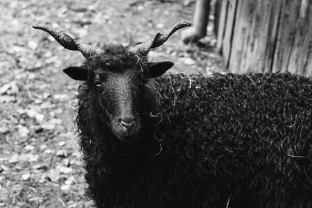 Black sheep wool animals photo
