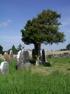 Gallen ferbane offaly