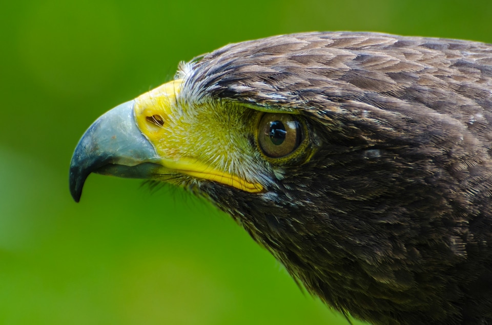 Beautiful bird birding